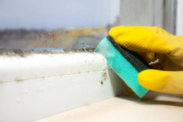 Certified Mold Removal in Dover, DE